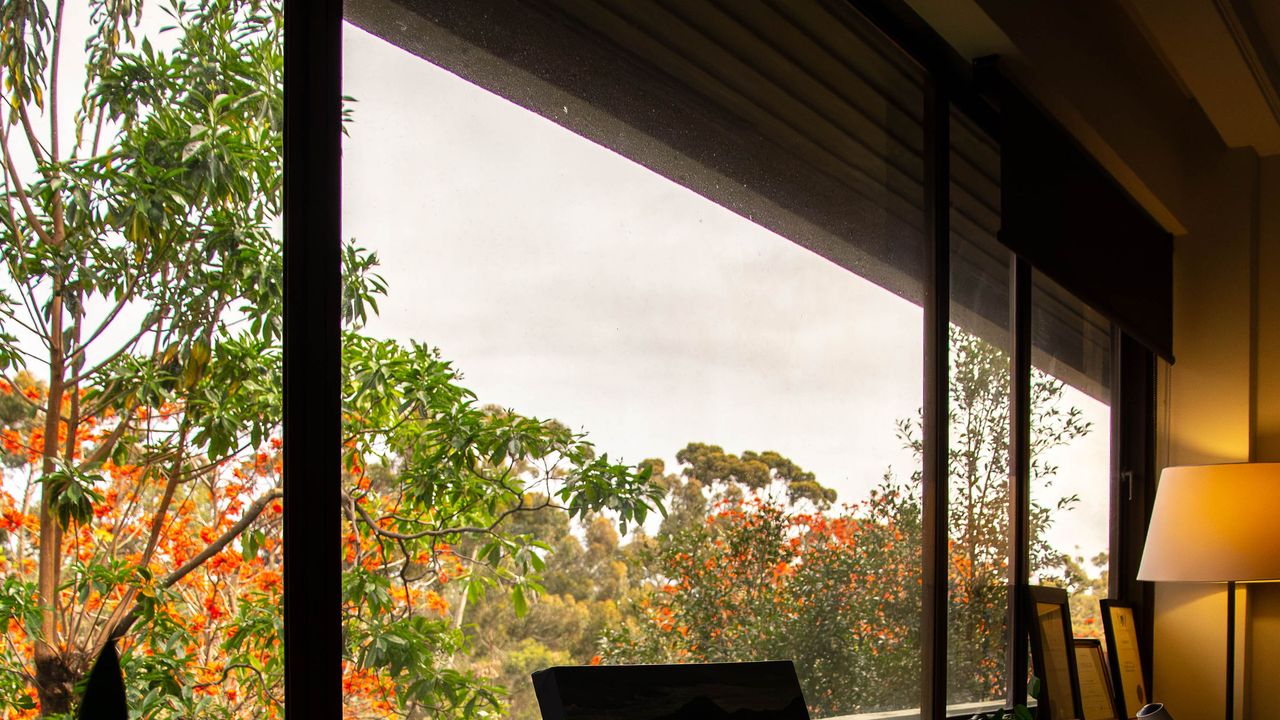 Trees and a flowering flame tree seen through the consulting room window